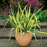 Yucca Variegata Color Guard, cu frunze galben-verde, rezistenta la seceta si la ger, ideala pentru rocarii si borduri