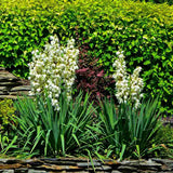 Yucca Filamentosa, gradina rezistenta, frunze verzi cu filamente, flori albe parfumate, ideala pentru rocarii si zone insorite