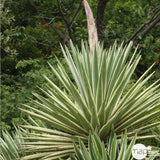 Yucca Gloriosa Variegata, crezistenta, frunze bicolore, flori albe spectaculoase, planta mediteraneana pentru soare, vesnic verde, frunze verzi si marginii aurii, rezistenta la ger