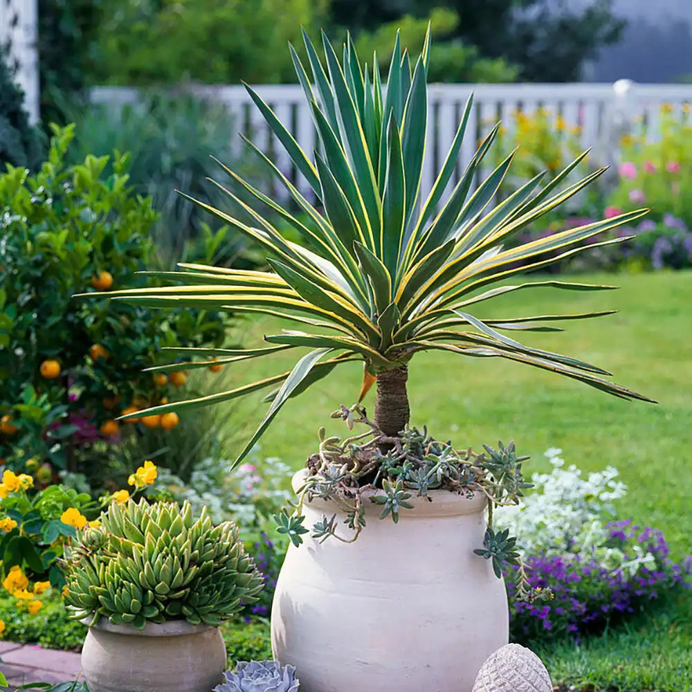 Yucca Gloriosa Variegata, crezistenta, frunze bicolore, flori albe spectaculoase, planta mediteraneana pentru soare, vesnic verde, frunze verzi si marginii aurii, rezistenta la ger