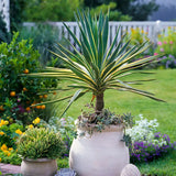 Yucca Gloriosa Variegata, crezistenta, frunze bicolore, flori albe spectaculoase, planta mediteraneana pentru soare, vesnic verde, frunze verzi si marginii aurii, rezistenta la ger