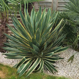 Yucca Gloriosa Variegata, crezistenta, frunze bicolore, flori albe spectaculoase, planta mediteraneana pentru soare, vesnic verde, frunze verzi si marginii aurii, rezistenta la ger