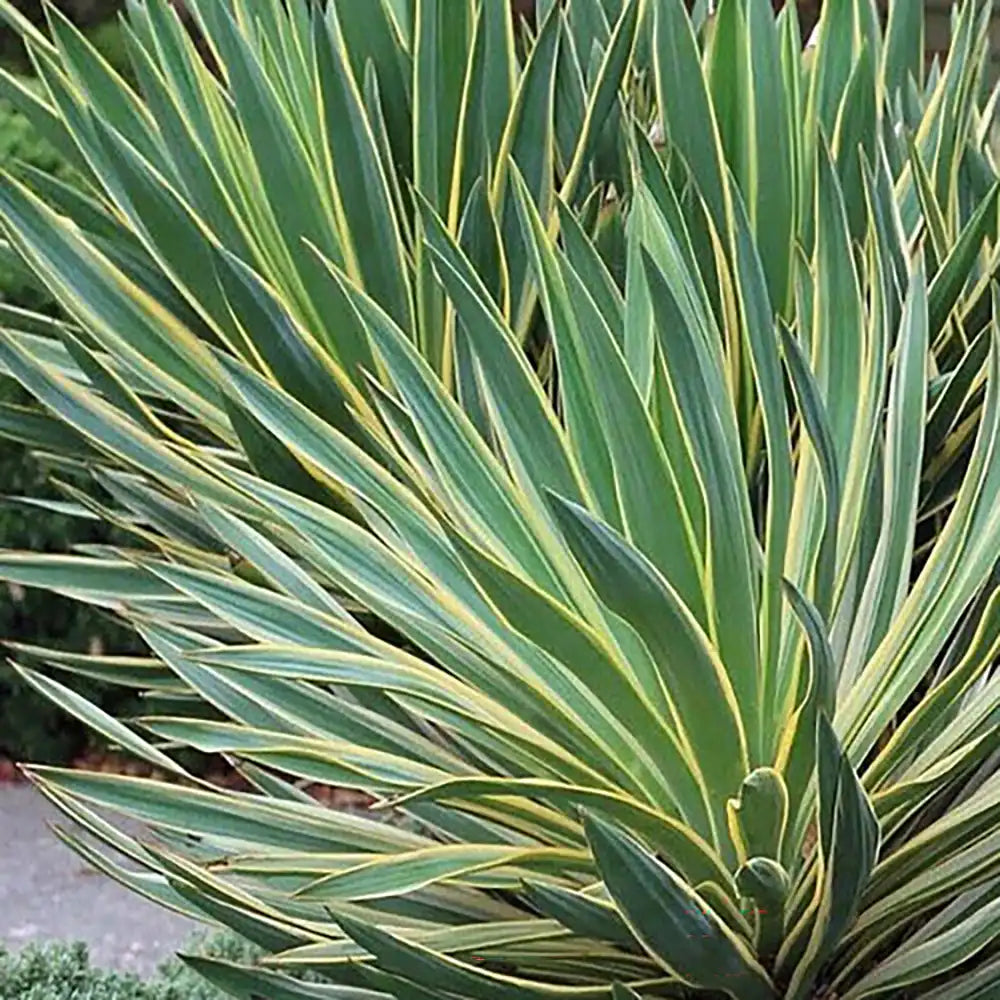 Yucca Gloriosa Variegata, crezistenta, frunze bicolore, flori albe spectaculoase, planta mediteraneana pentru soare, vesnic verde, frunze verzi si marginii aurii, rezistenta la ger