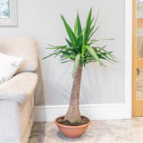 Arborele Vietii (Yucca Elephantipes) - 80 cm