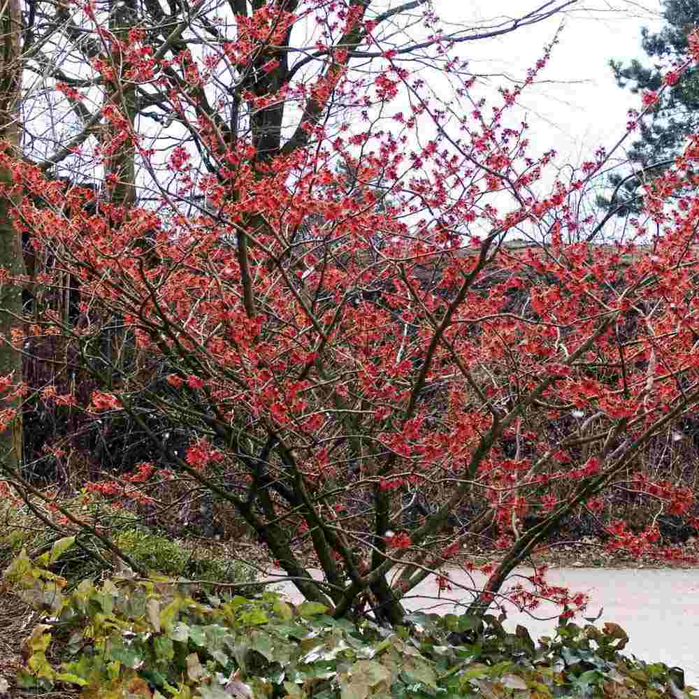Varázsmogyoró (Hamamelis × intermedia) Ruby Glow, díszcserje rubinvörös virágokkal, január–márciusi virágzással, fagytűrő