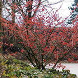 Varázsmogyoró (Hamamelis × intermedia) Ruby Glow, díszcserje rubinvörös virágokkal, január–márciusi virágzással, fagytűrő