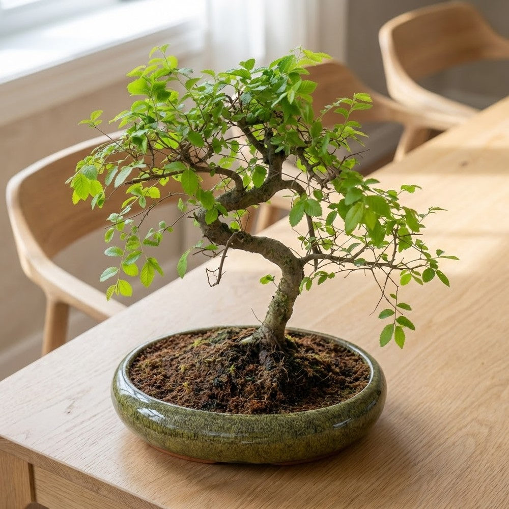 Zelkova bonsai – japán miniatűr szilfa, 50 cm, tökéletes ajándék