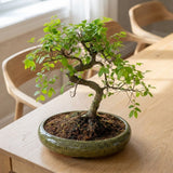 Zelkova bonsai – japán miniatűr szilfa, 50 cm, tökéletes ajándék