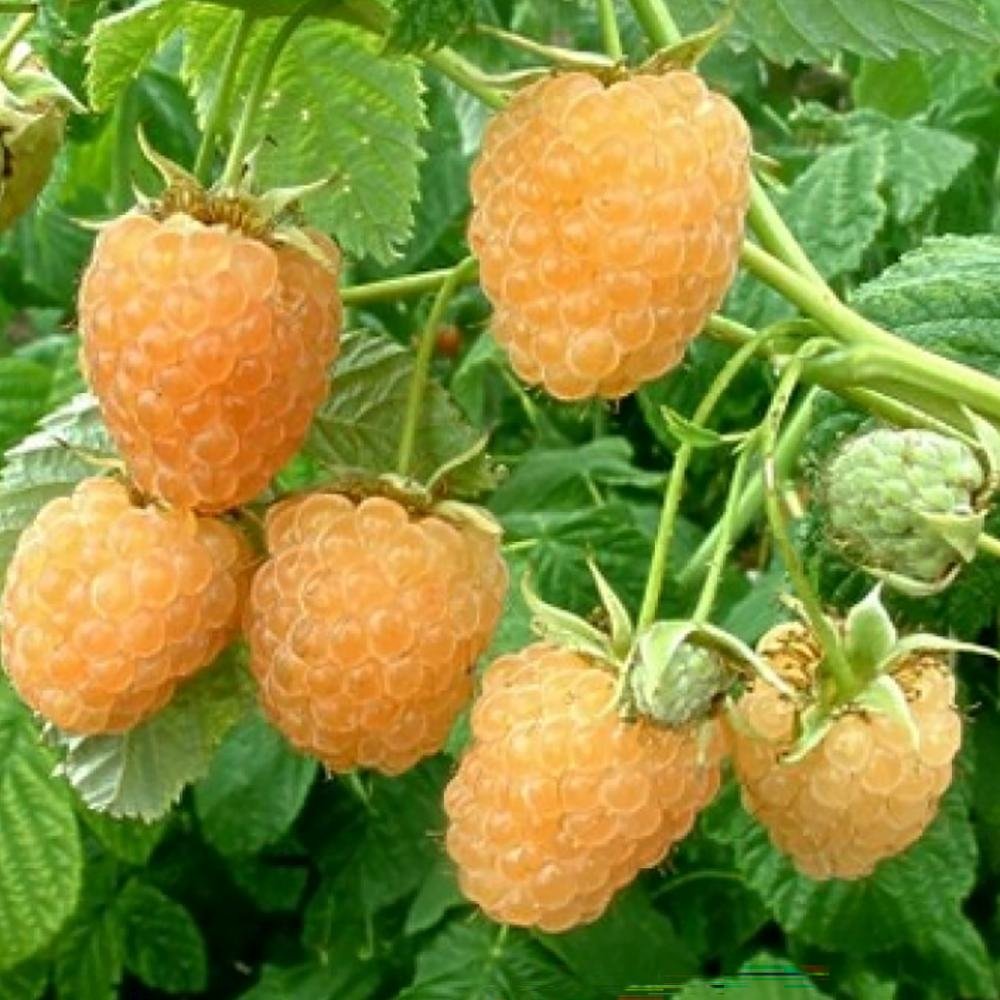 Zmeur Golden Everest (Rubus Idaeus), cu fructe dulci galbene