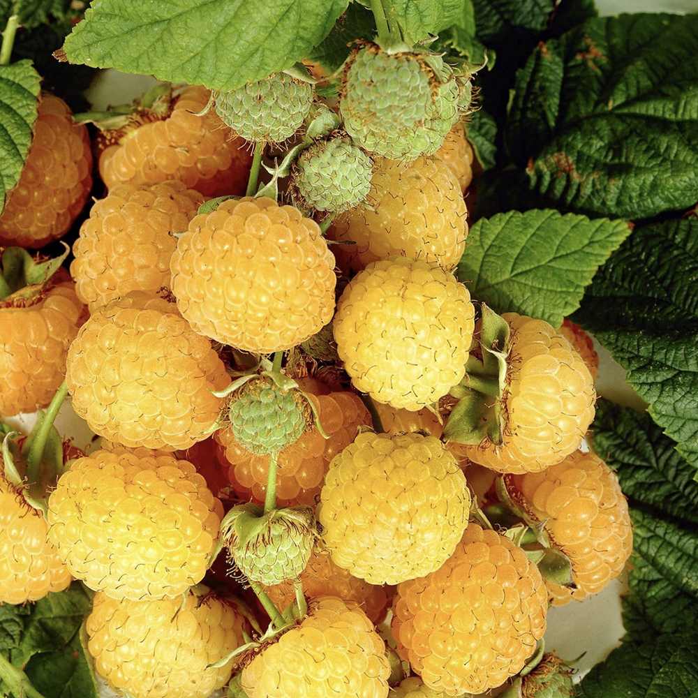 Zmeur Golden Everest (Rubus Idaeus), cu fructe dulci galbene