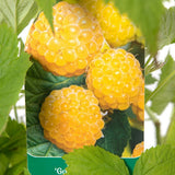 Zmeur Golden Everest (Rubus Idaeus), cu fructe dulci galbene
