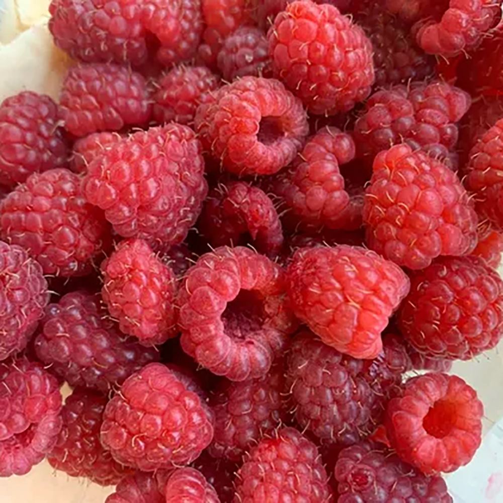 Zmeur Heritage (Rubus Idaeus), cu fructe dulci-acrisoare