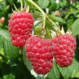 Zmeur Rosu Autumn Bliss (Rubus Idaeus), cu fructe dulci-acrisoare rosii