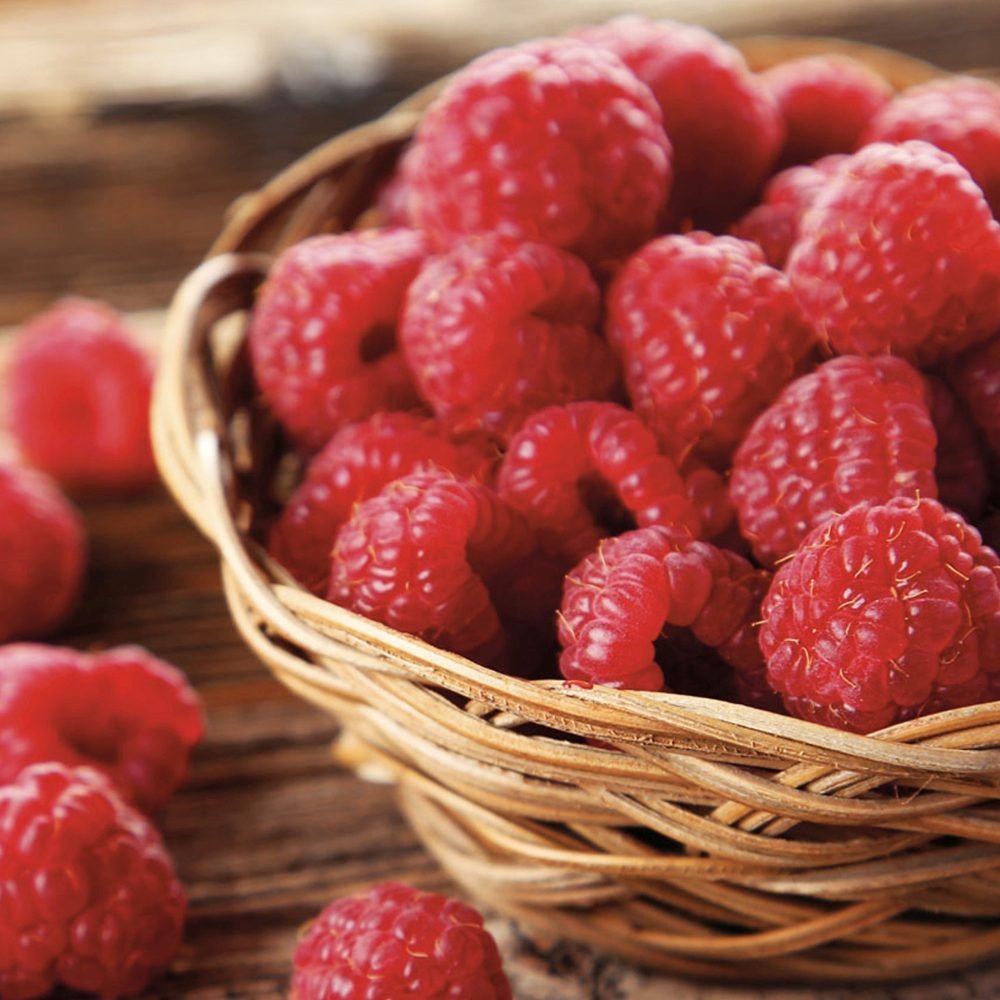 Zmeur Rosu Autumn Bliss (Rubus Idaeus), cu fructe dulci-acrisoare rosii