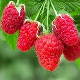 Zmeur Rosu Autumn Happy (Rubus Idaeus)