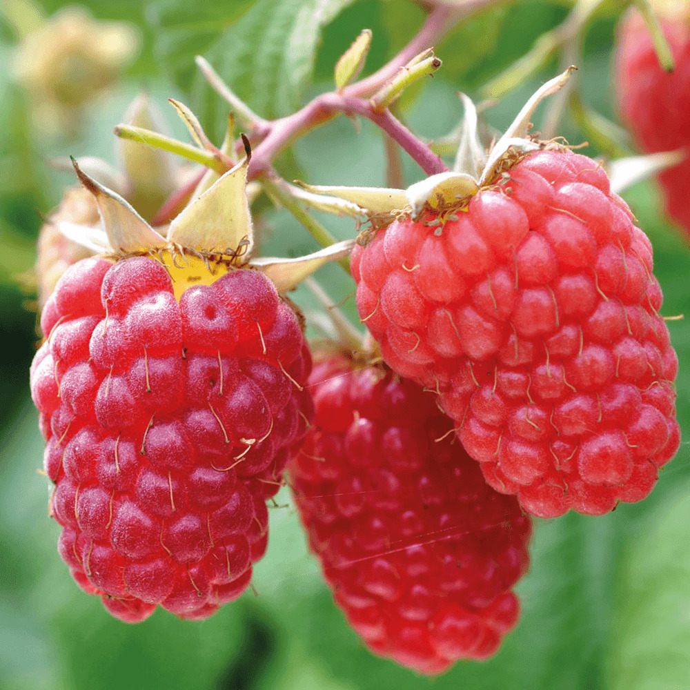Zmeur Rosu Malling Promise (Rubis Idaeus), cu fructe dulci-acrisoare rosii