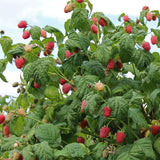 Zmeur Rosu Malling Promise (Rubis Idaeus), cu fructe dulci-acrisoare rosii