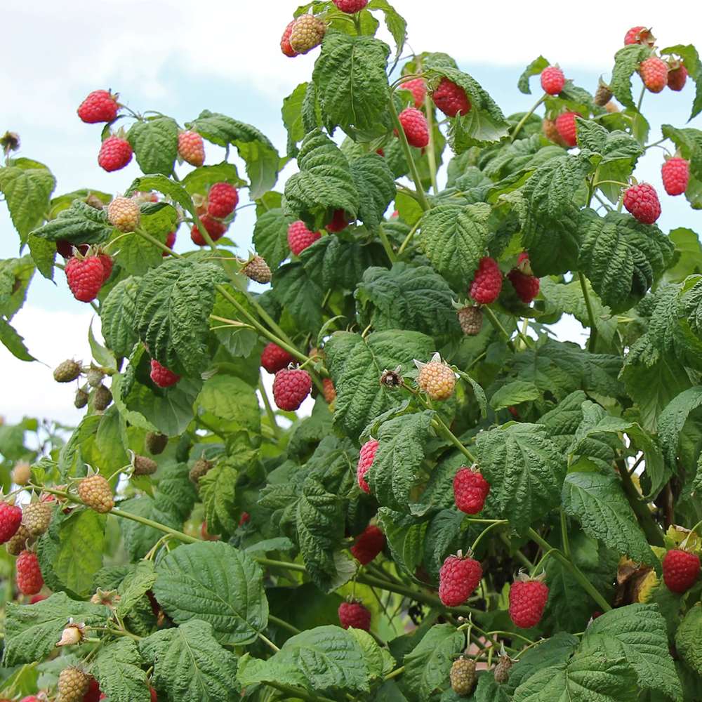 Zmeur Rosu Malling Promise (Rubis Idaeus), cu fructe dulci-acrisoare rosii