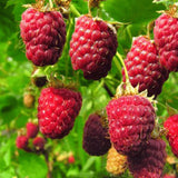 Zmeur Rosu Malling Promise (Rubis Idaeus), cu fructe dulci-acrisoare rosii