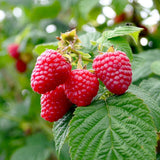 Zmeur Rosu Meeker (Rubuis Idaeus), cu fructe dulci rosii