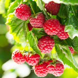 Zmeur Rosu Tulameen (Rubus Idaeus), cu fructe dulci rosii