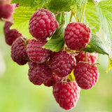 Zmeur Two Timer Sugana (Rubus idaeus), cu fructe dulci