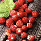 Zmeur Two Timer Sugana (Rubus idaeus), cu fructe dulci